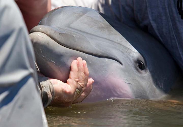 Study links fetal and newborn dolphin deaths to Deepwater Horizon oil spill