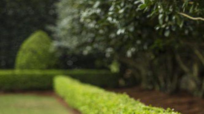 How To Plant Some Privacy 4 Tips For Growing A Hedge Home Garden Nola Com