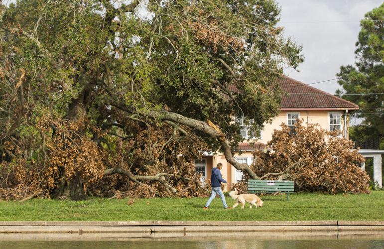 The New Orleans area is famous for its trees. Hurricane Ida knocked many of  them down | Environment | nola.com