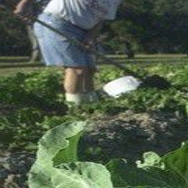 Late Winter Vegetable Gardens What To Plant How To Time Crops