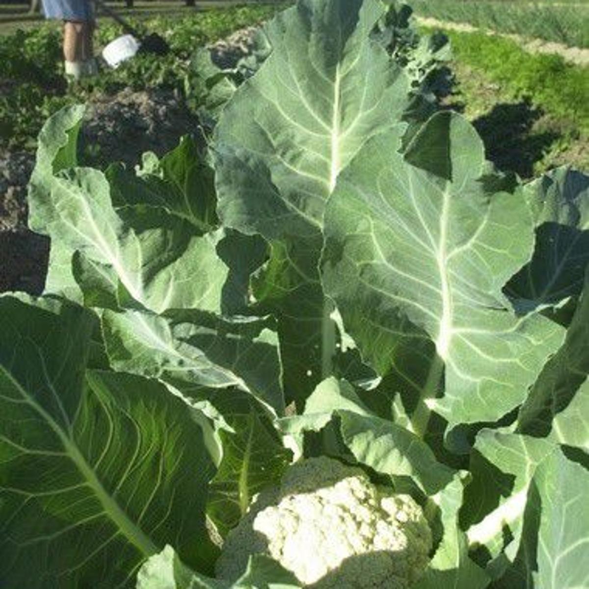 Get Late Winter Vegetable Gardens What To Plant How To Time Crops Desktop Wallpaper Free Get Wallpaper Late Winter Vegetable Gardens What To Plant How To Time Crops Desktop Wallpaper Free