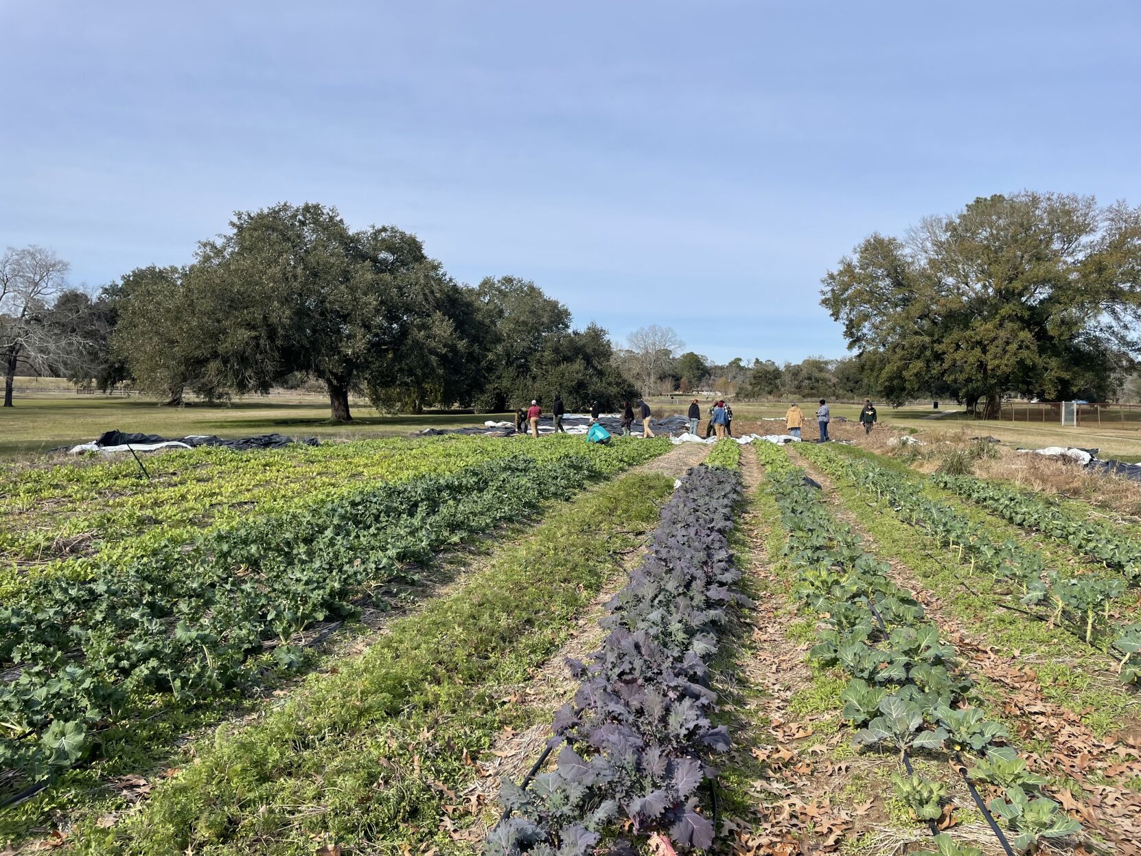 Baton Rouge community farm training new urban farmers | Louisiana ...
