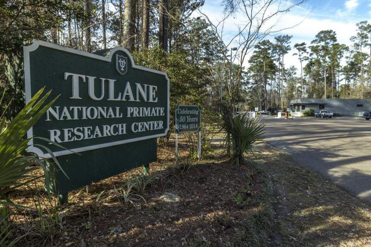 Tulane Primate Research Center regains permit to work with dangerous biological agents _lowres