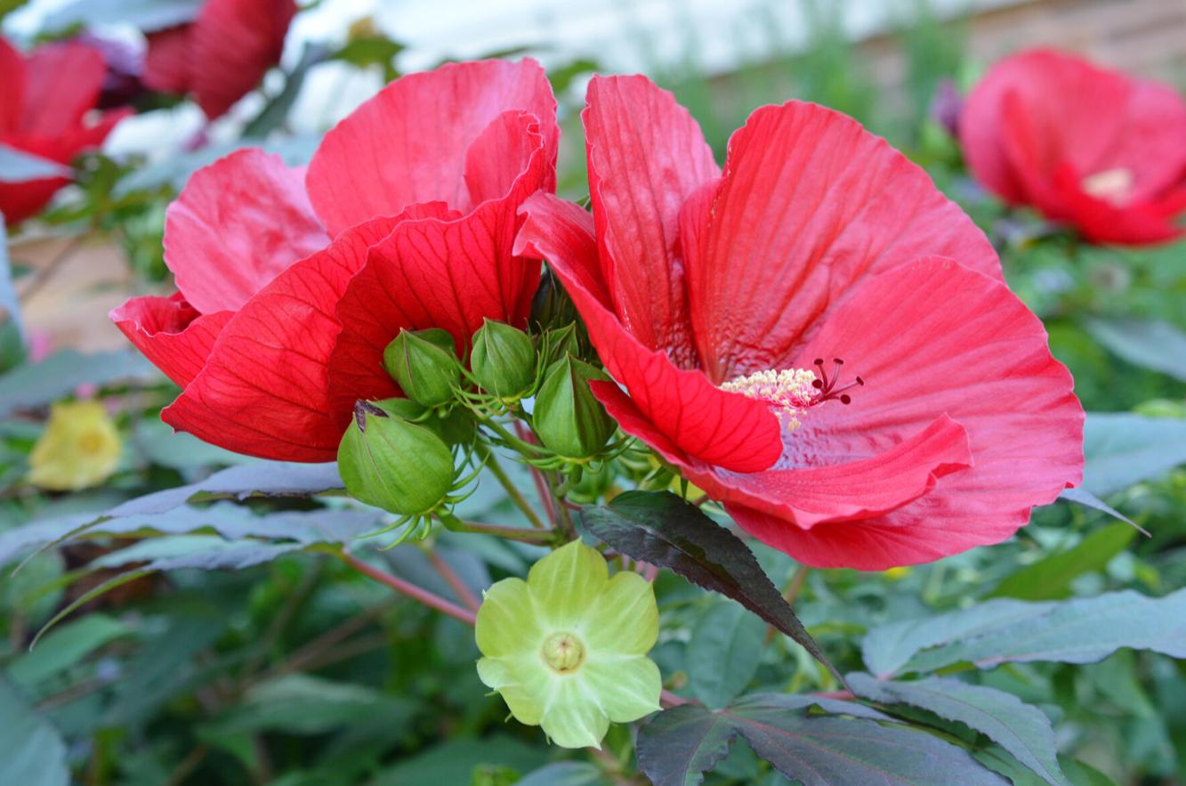 Plant that hibiscus in the ground now and other garden advice from Dan GIll Home/Garden