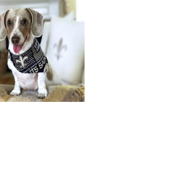 Who Dat dogs: See photos of New Orleans Saints' furry friends on ...