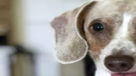 Drew brees deals dog jersey