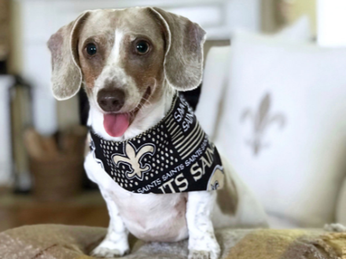 Drew brees dog 2024 jersey