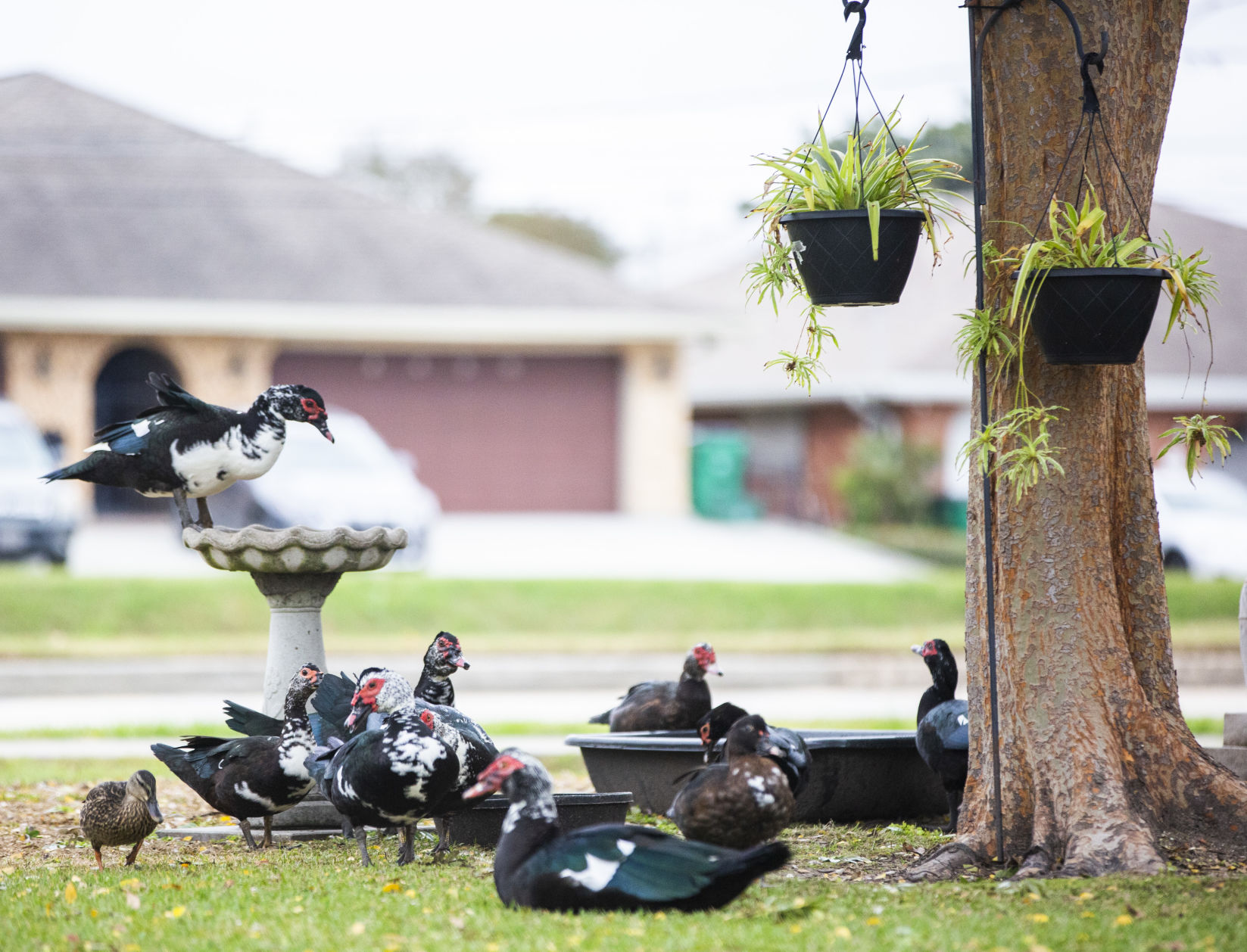 Get off my lawn': Neighbors prompt Jefferson Parish to quack down