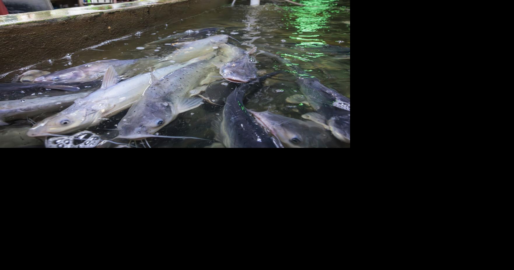 'Catch and cook' gets new meaning at New Orleans seafood restaurant with indoor catfish pond