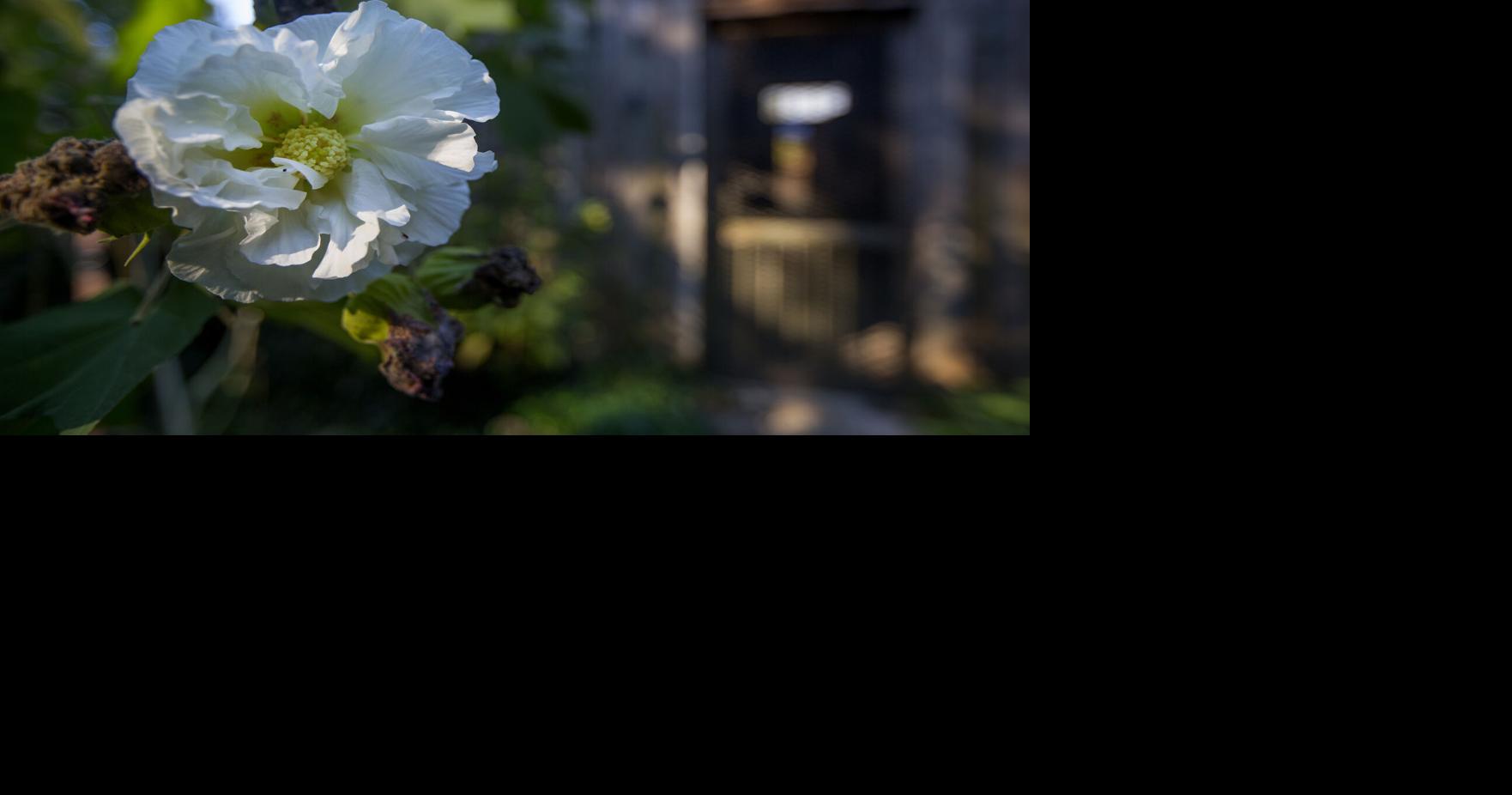 Confederate rose cuttings should root well, but wait until the summer: Dan Gill's advice