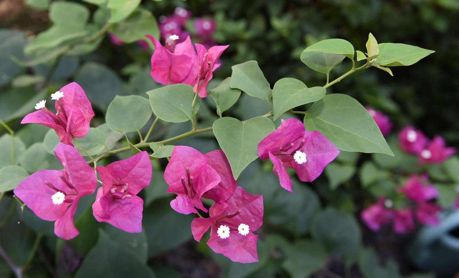 What to do Bougainvillea without flowers, green hydrangeas and holly