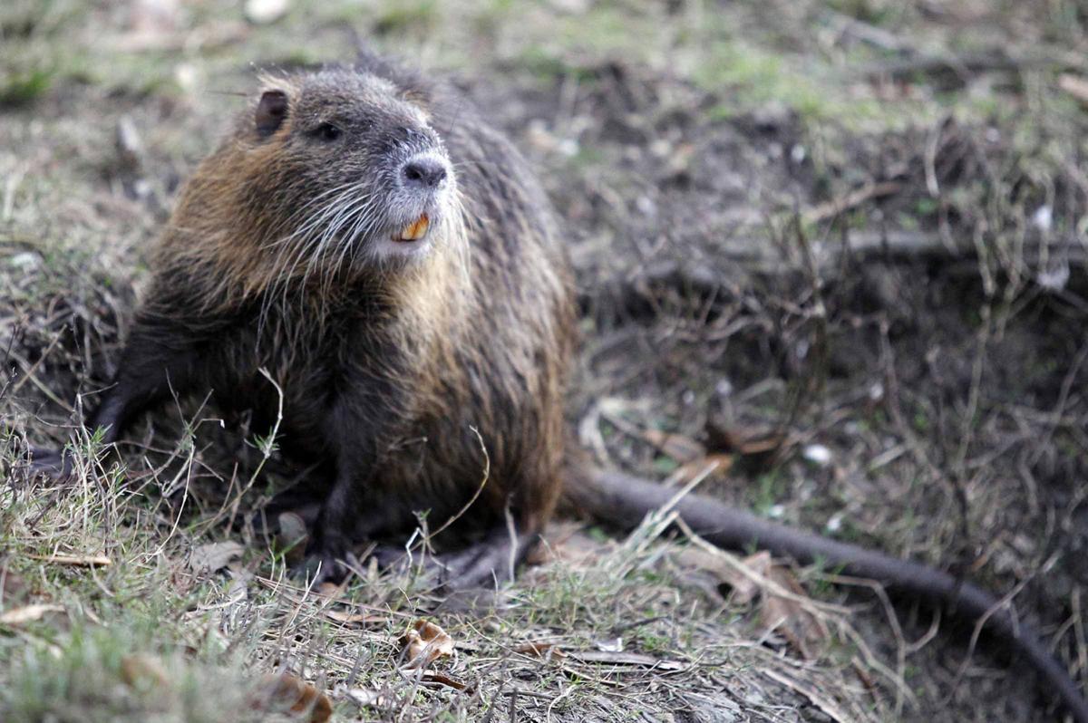 It wasn't McIlhenny's fault, and other things to know about nutria in