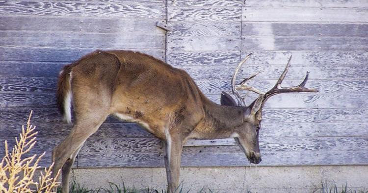 A disease that’s killing deer is the rise in Louisiana