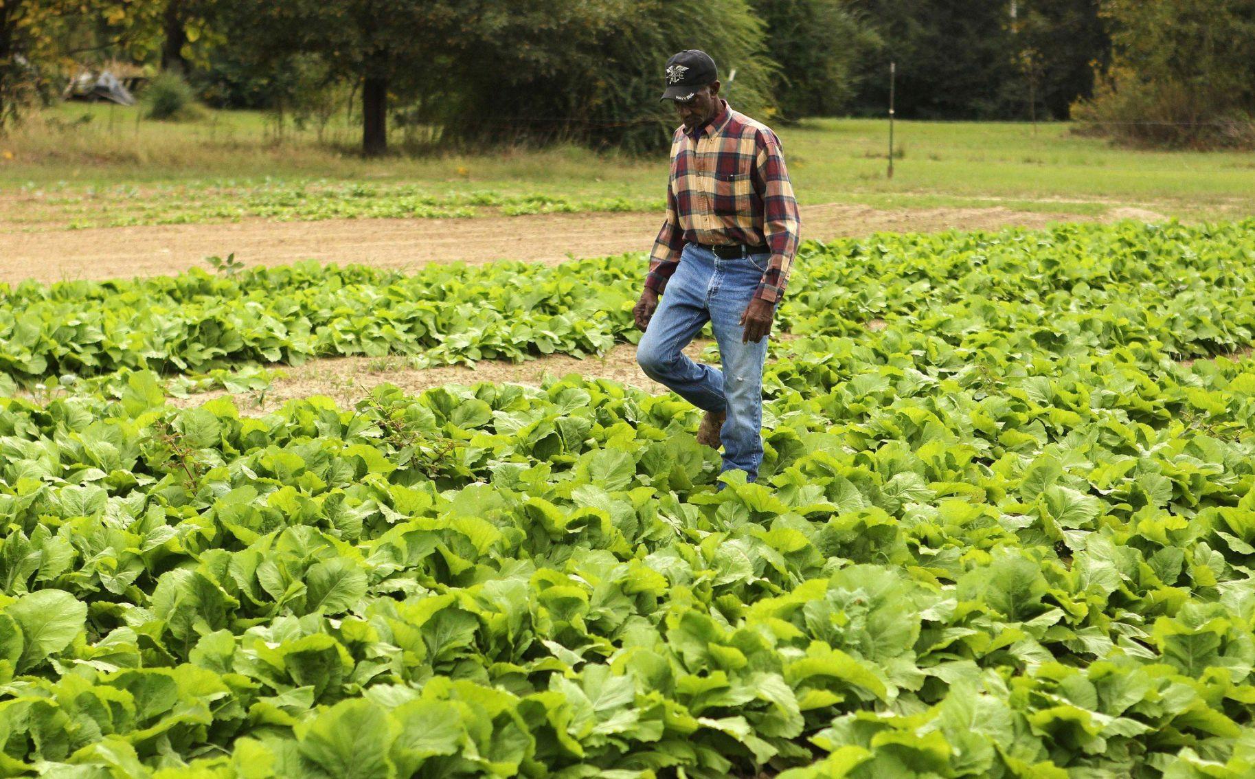Which way should your garden grow? Both northsouth and eastwest rows