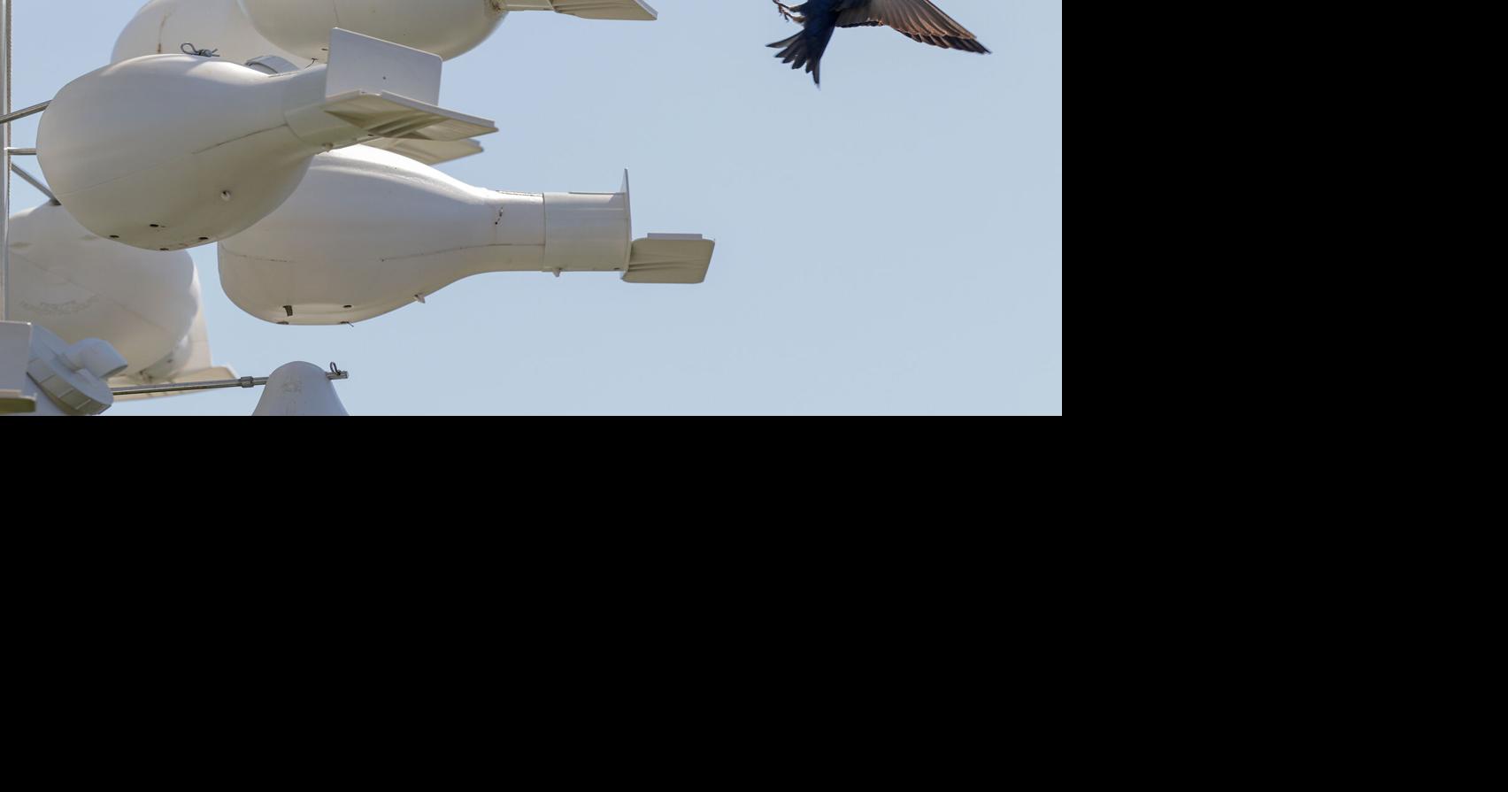 A legal case over bird poop starts in Harahan. What to know about the fight over purple martins.