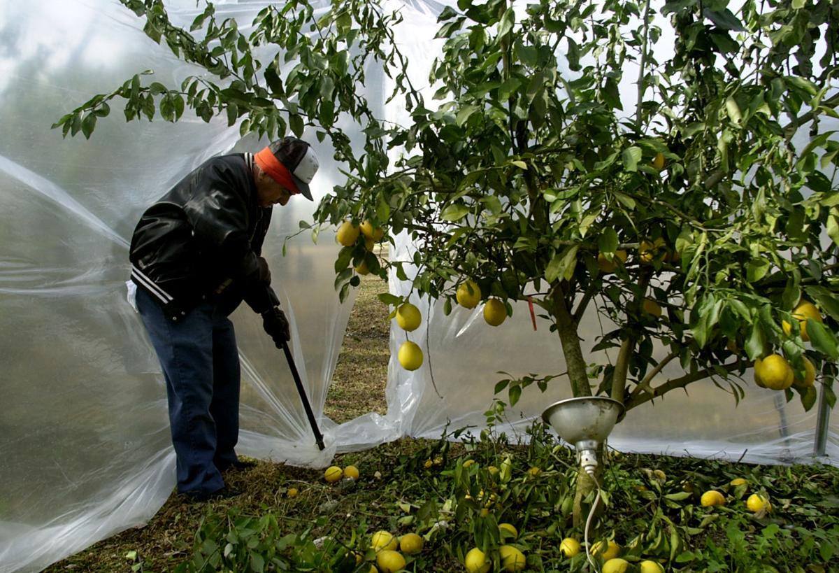 Growing citrus trees in southeast Louisiana? Tips for freezing weather