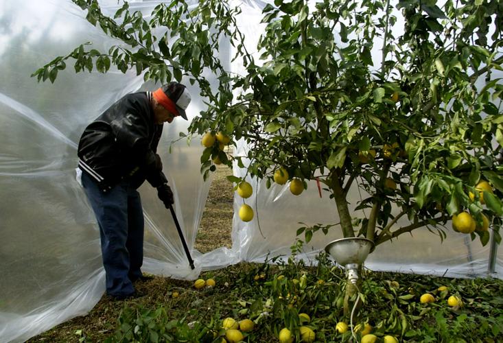 Growing citrus trees in southeast Louisiana? Tips for freezing weather