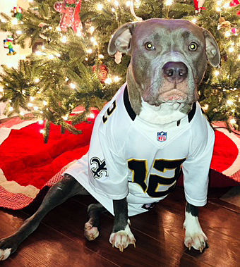 New Orleans Saints' furriest fans:  readers share their pet photos, Archive