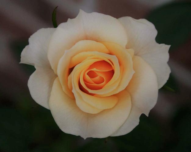 Photo club presents annual honors St. Tammany community news