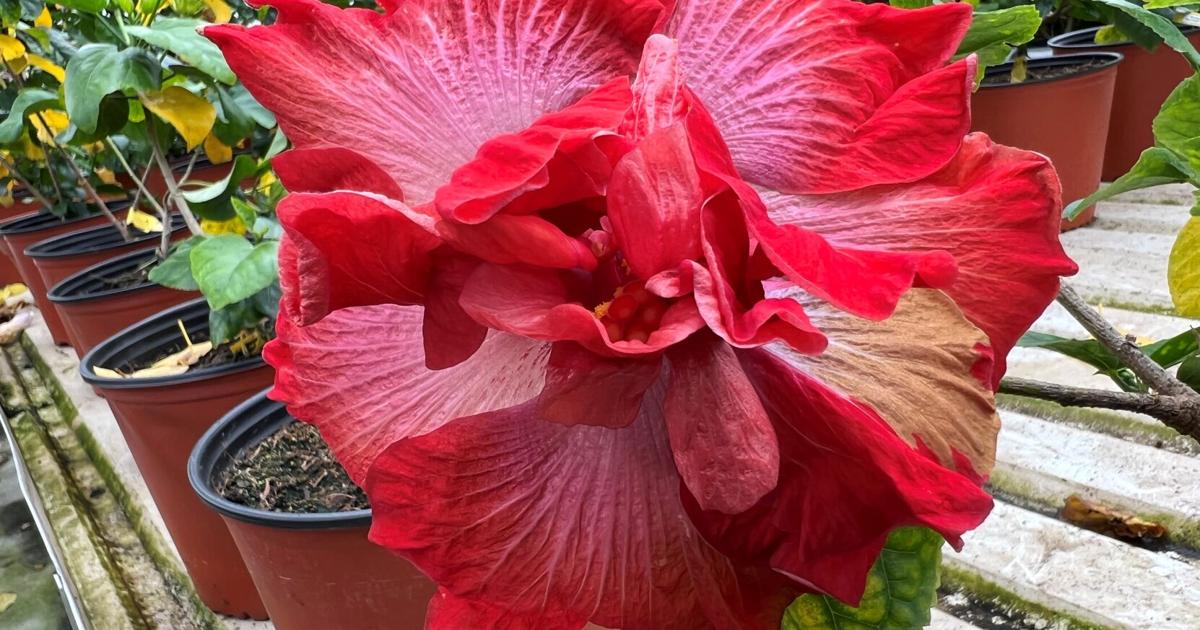 See the flamboyant colors and plush petals of Louisiana-grown Cajun hibiscuses at Metairie show and sale | Entertainment/Life