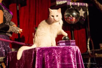 Tuna and the Rock-cats, all-feline band coming to 'Mew Orleans' (copy)