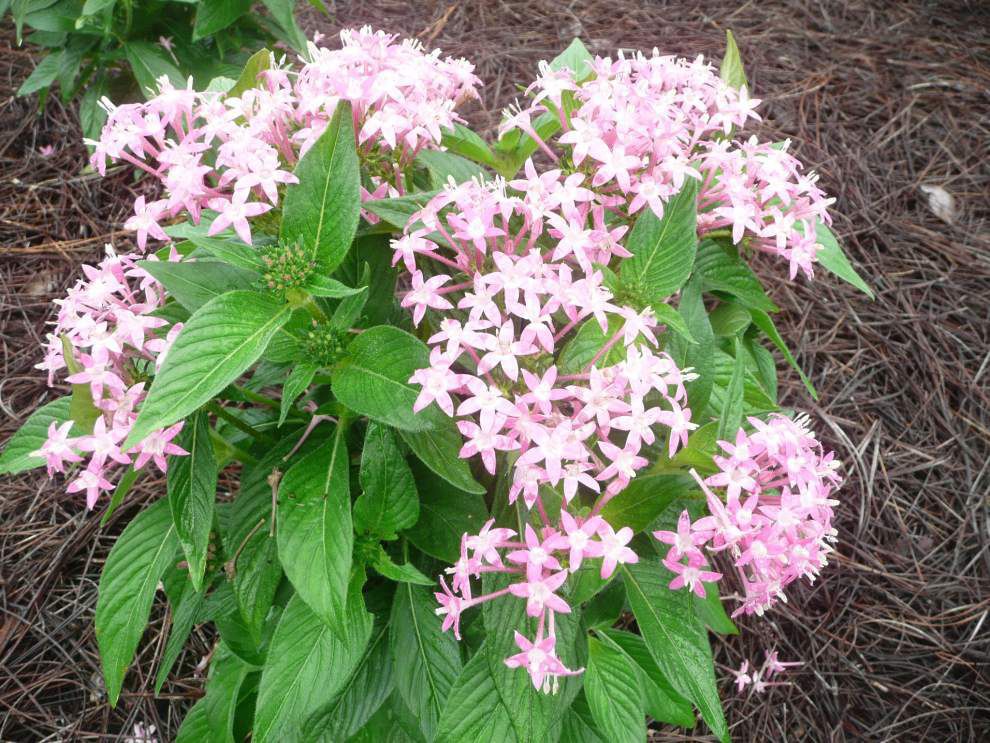 Pentas add color, and butterflies, to summer flower beds