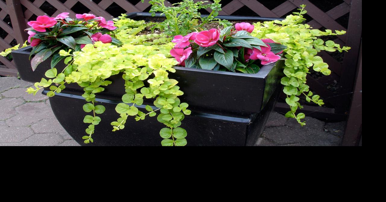 Get garden color with less work by planting in containers | Home/Garden