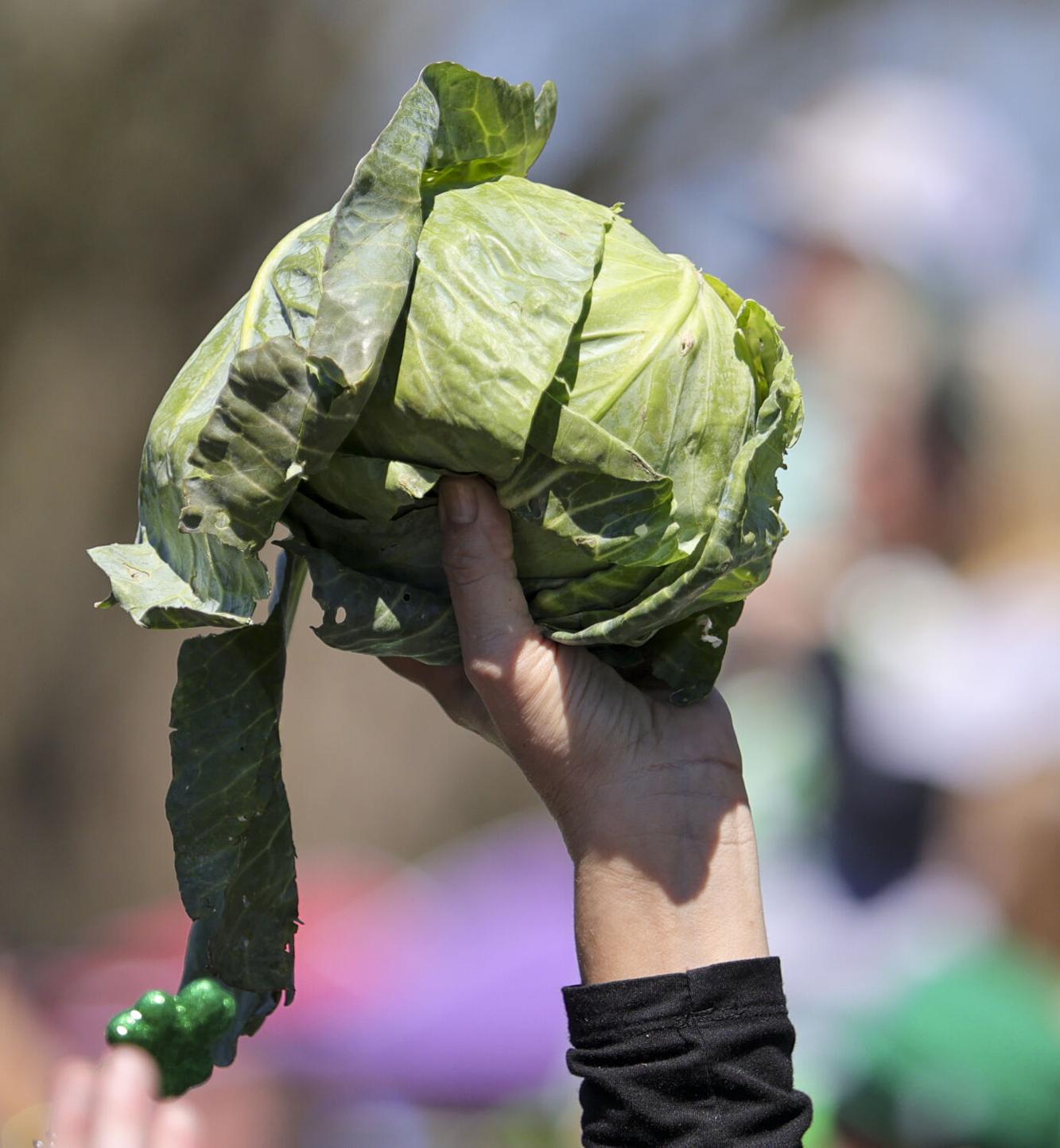 When did St. Patrick’s Day parades start tossing cabbages