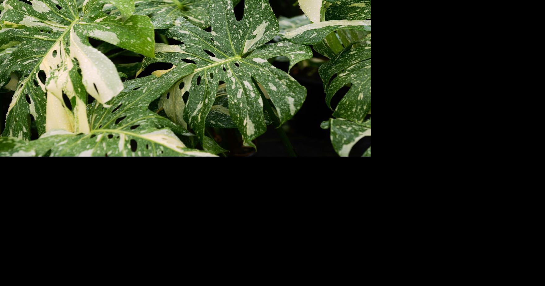 Thai Constellation monstera: A star of an indoor plant that works in warm Louisiana gardens, too