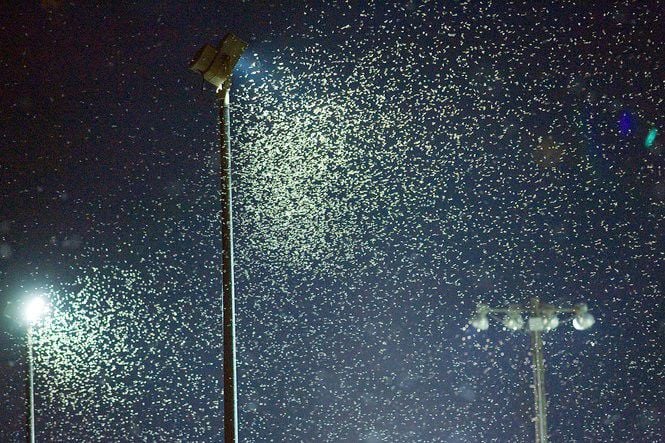 Termite swarm