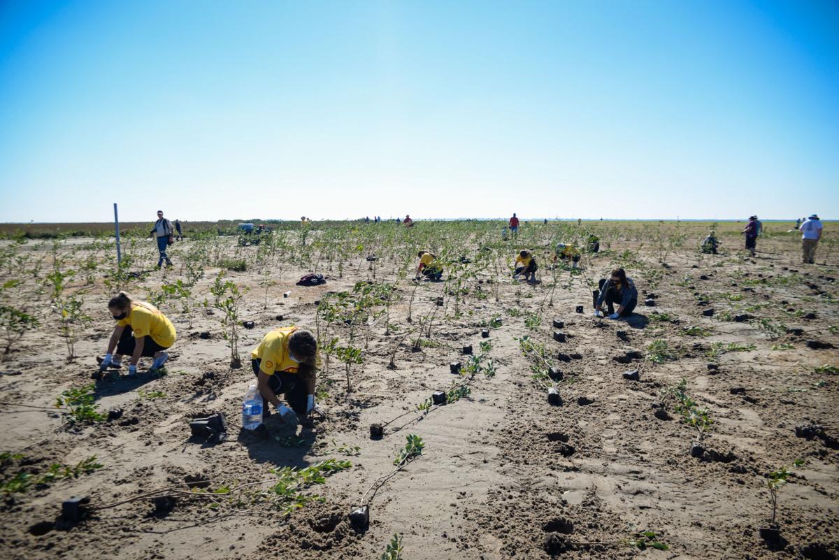 November planting on Queen Bess Island