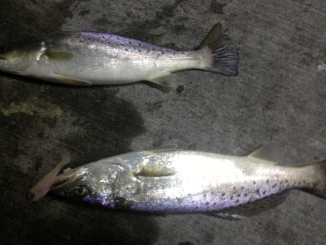 Anglers smash speckled trout Thursday night at Lake Pontchartrain's