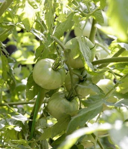 How Do I Protect My Garden From Tomato Caterpillars Bug Weed Mart Garden From Tomato Caterpillars