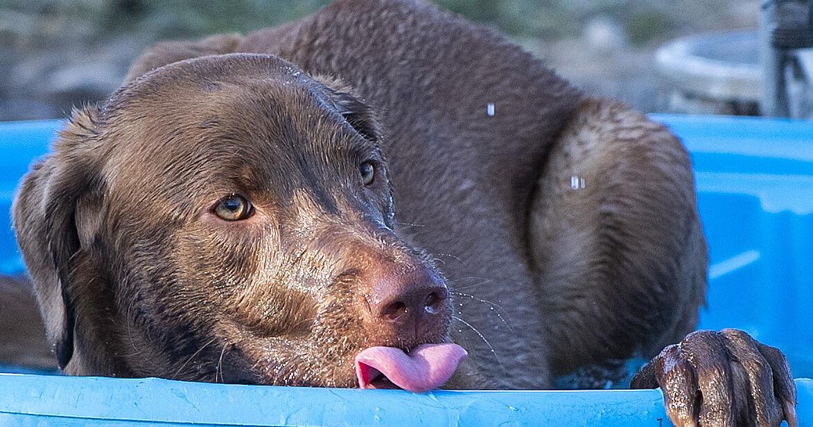 Understanding hot spots, one of summer's most common dog problems