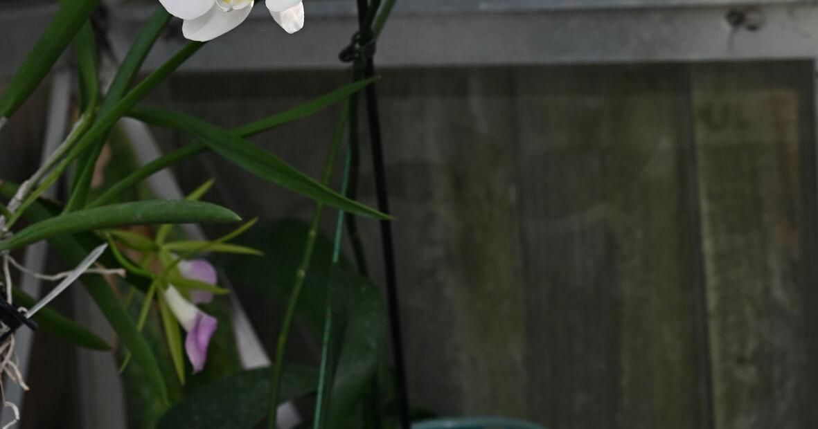 Orchid care varies depending on the type of orchid. Dan Gill explains the difference.