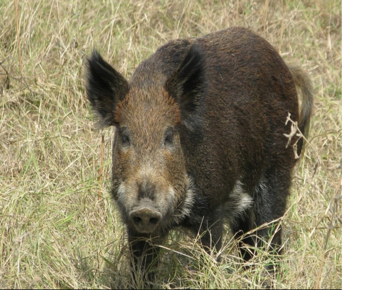 Tasty but deadly bait for feral hogs could help curb numbers, Environment