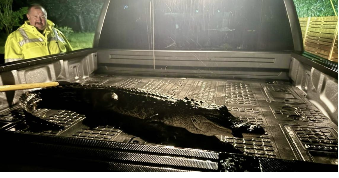 Mississippi Coast firefighters wrestle alligator that showed up on a doorstep during Francine