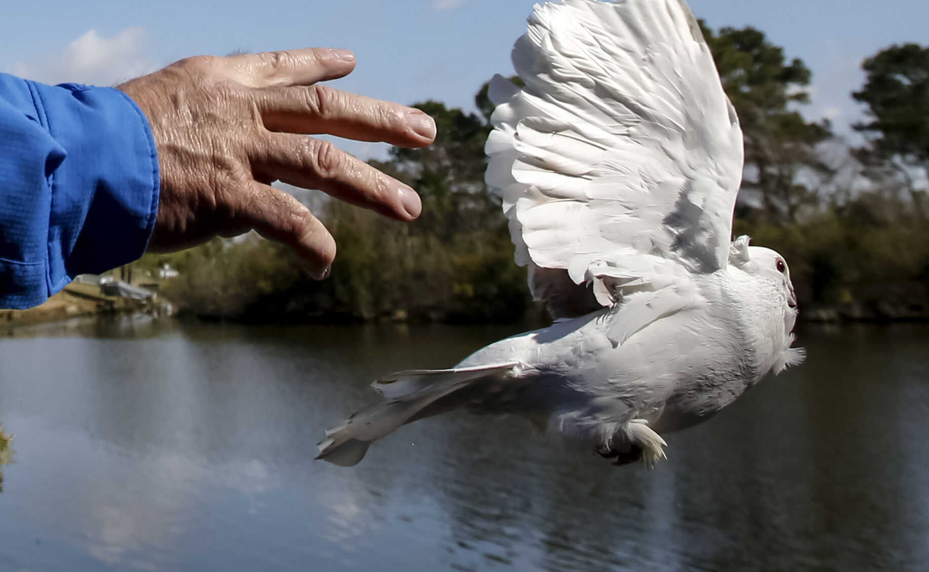 『The Pigeon』 665282c710bc3.image.jpg?resize