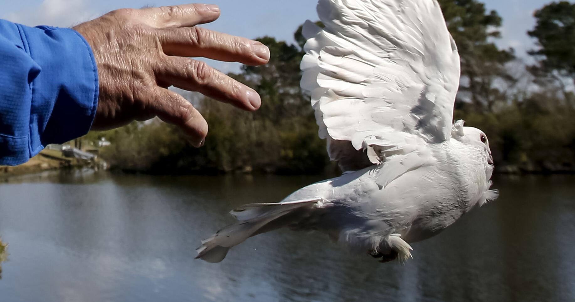 New Orleans D-Day pigeon race will honor messengers of WWII | Entertainment/Life - Vimarsana News