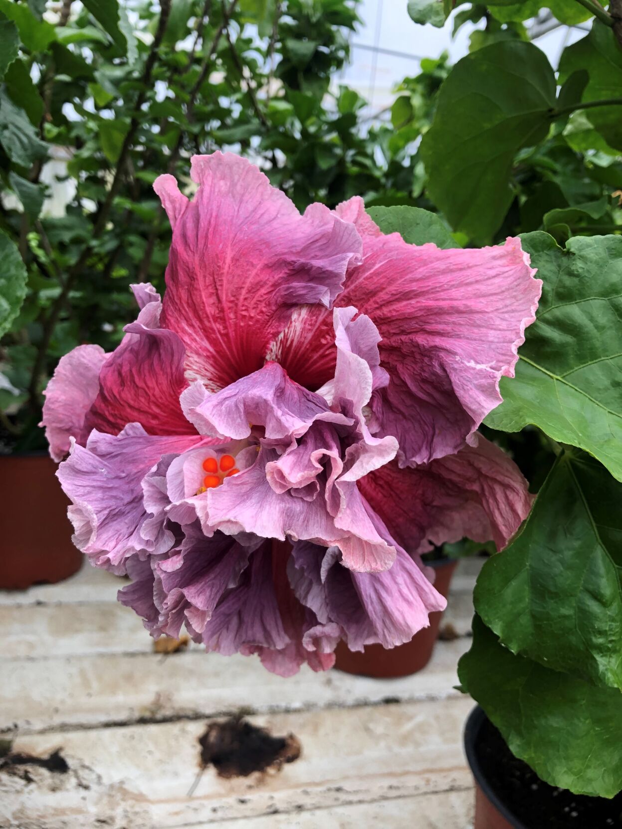 Cajun hibiscus online