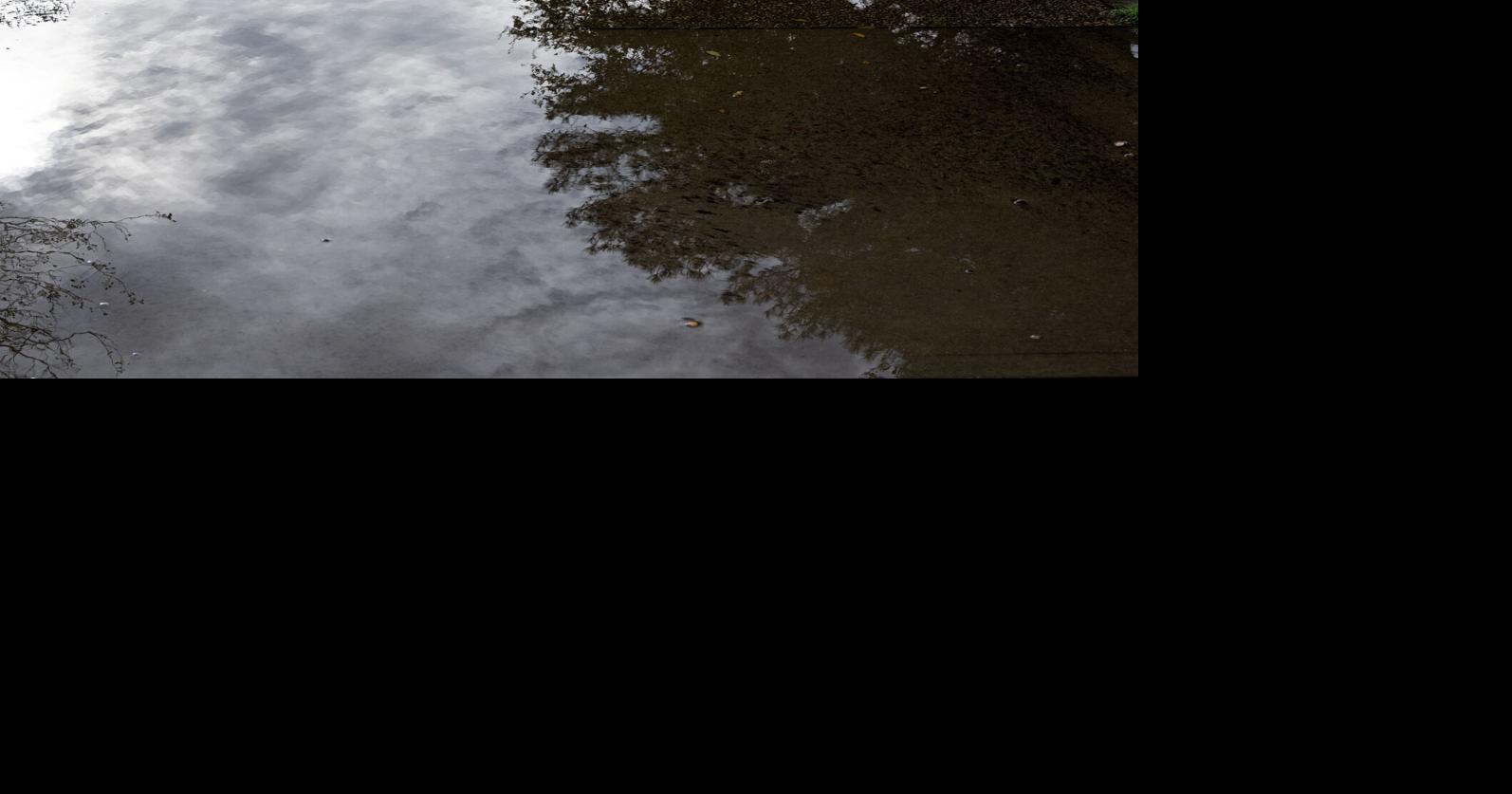 How do I care for plants during frequent heavy rains in Louisiana? See Dan Gill's advice