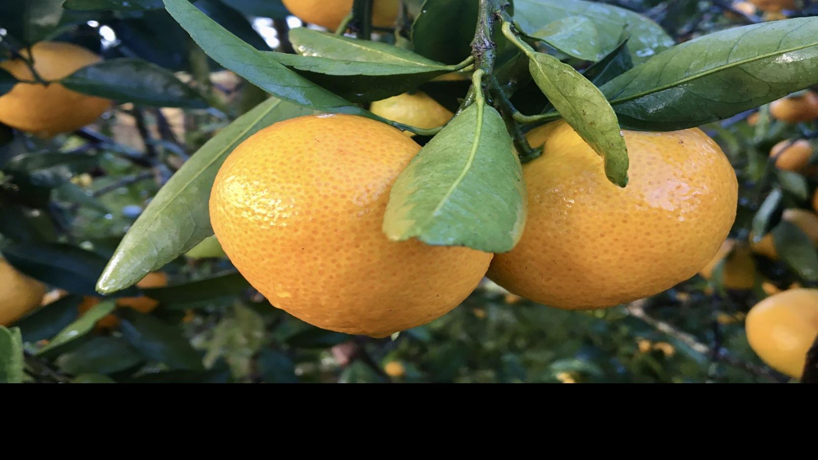Growing citrus trees in southeast Louisiana? Tips for ...