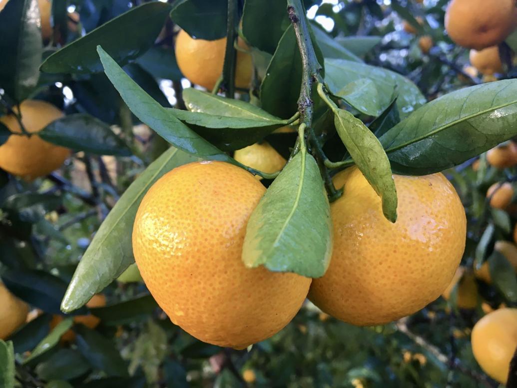 Growing citrus trees in southeast Louisiana? Tips for freezing weather