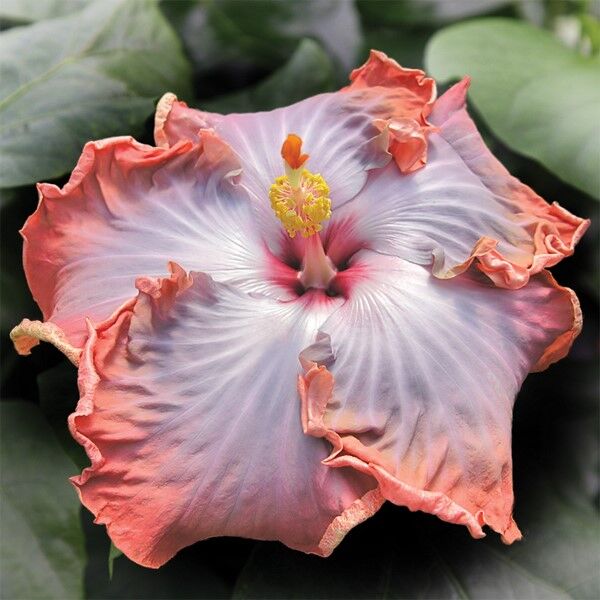 Cajun Two Step, This Dupont-Gerlich hibiscus cultivar is on…