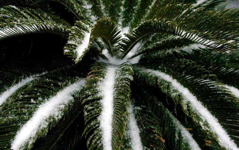 Has it ever snowed in New Orleans on Christmas Day? Weather