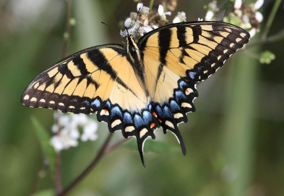 Louisiana butterflies See 28 winged beauties that call our state home