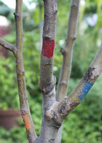 Grafting joins strong root, sweet fruit: A how-to from Dan Gill