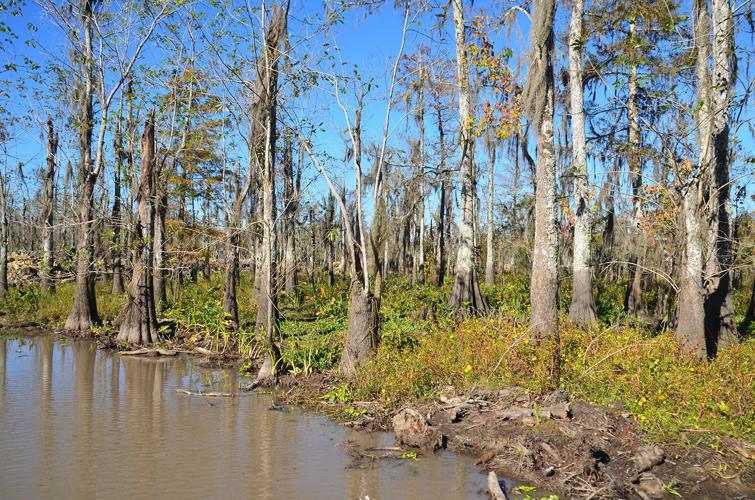 Work moves forward on projects to revitalize lower Amite River and Maurepas Swamp