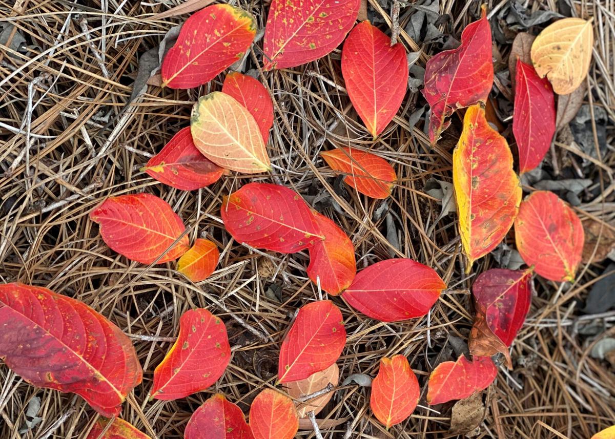 Crepe myrtle fall color