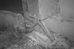 Feral hog bait dispenser